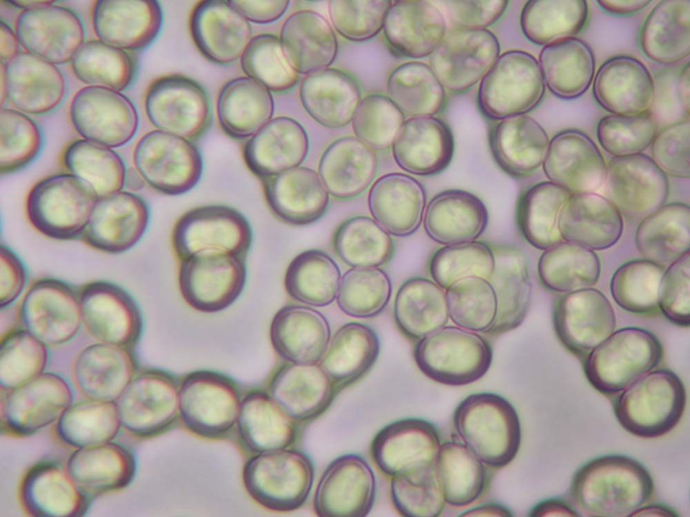 Primi passi in microscopia