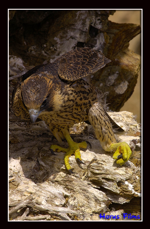 Falco Pellegrino prima dell''involo