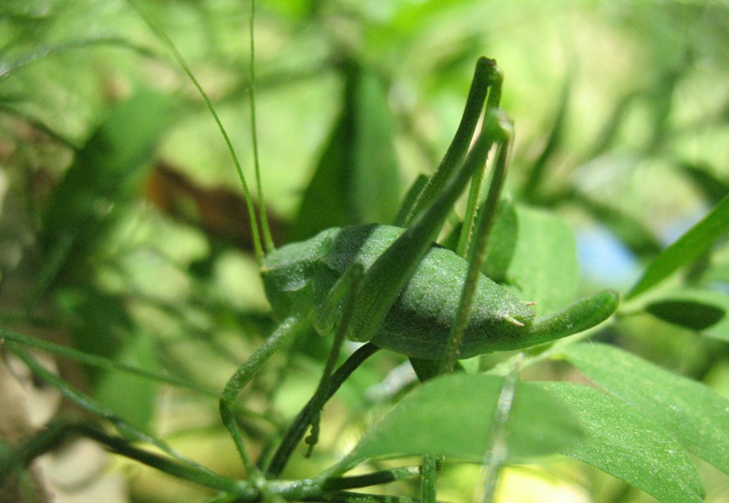 Odontura sp.