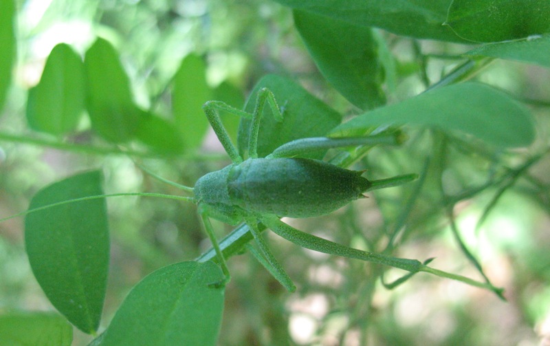 Odontura sp.