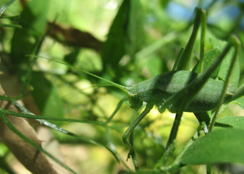 Odontura sp.