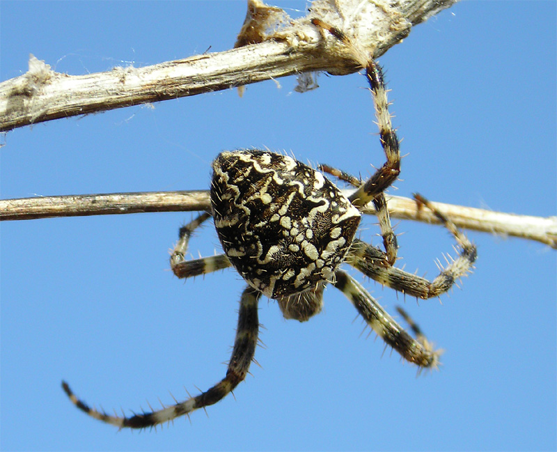 Araneus diadematus -