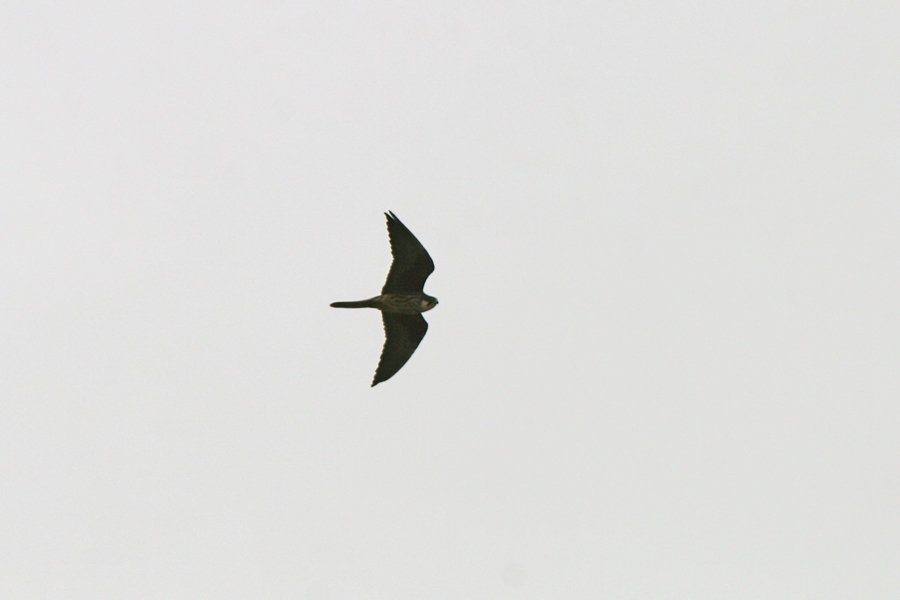 Poiana delle steppe-buteo buteo vulpinus