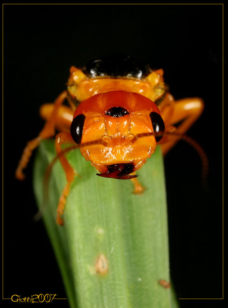 Pamphilius betulae (Hymenoptera, Pamphiliidae)