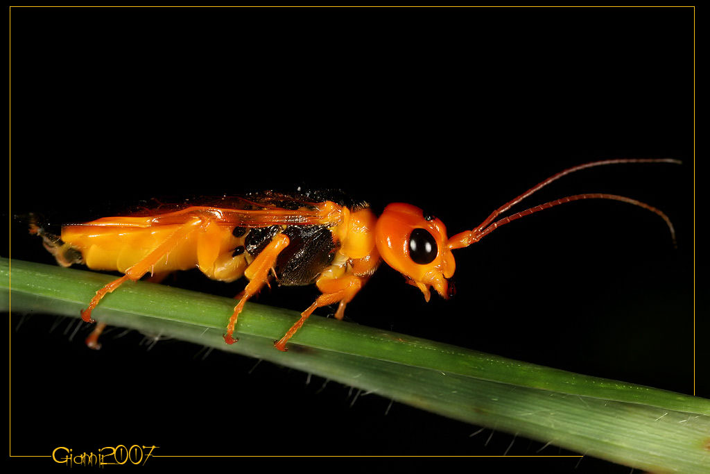 Pamphilius betulae (Hymenoptera, Pamphiliidae)