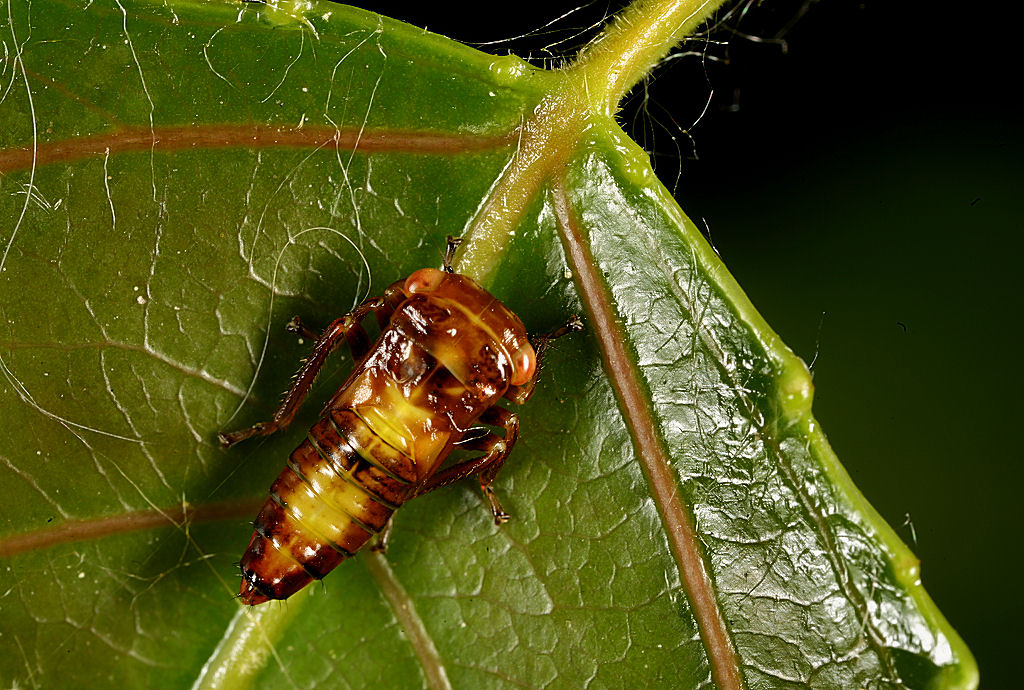 Ninfa di omottero: Cicadellidae Idiocerinae