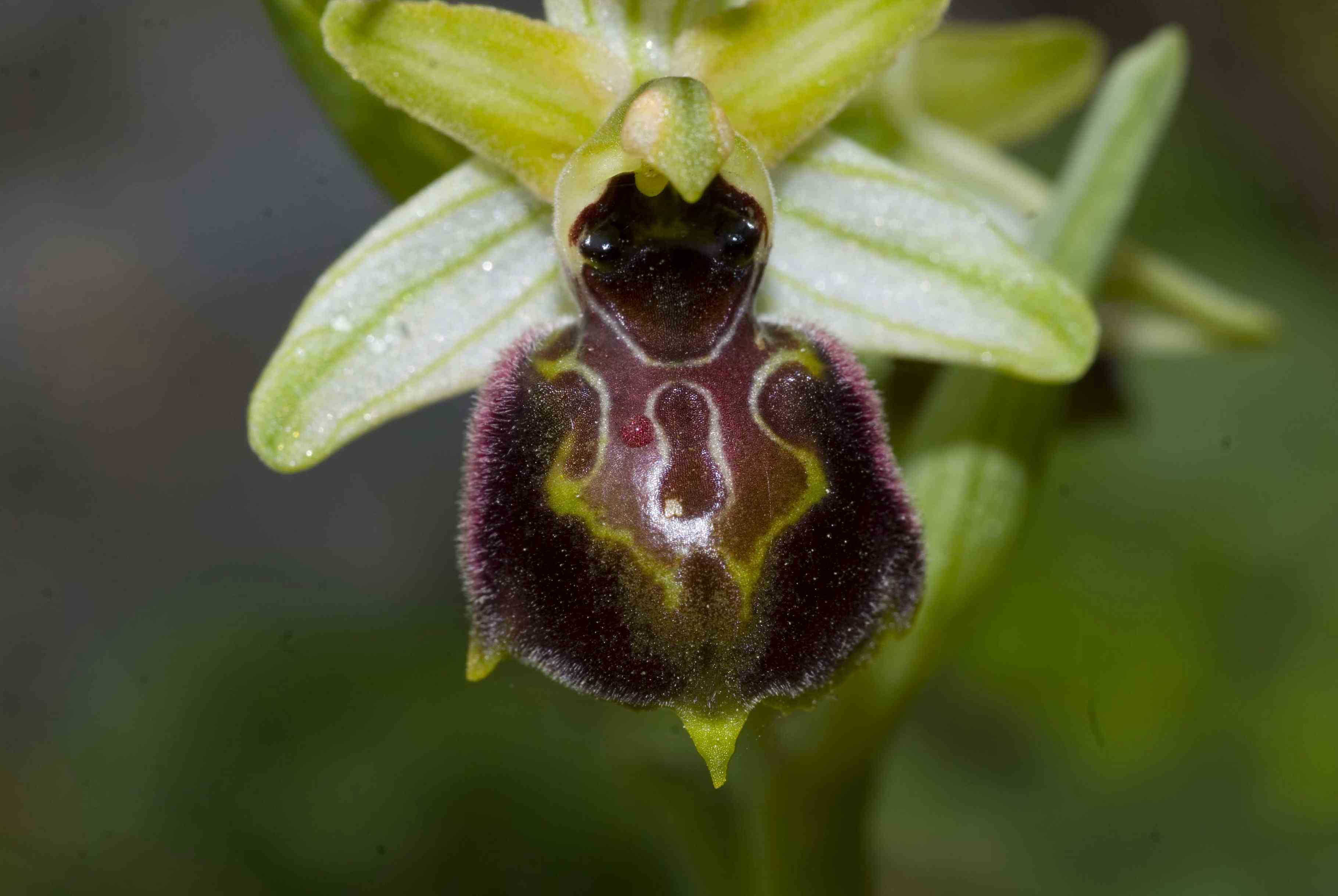 Ophrys argentaria ?