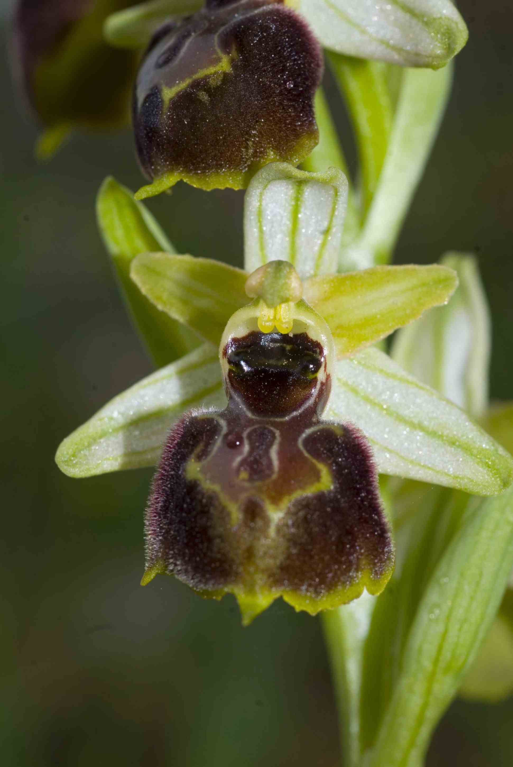 Ophrys argentaria ?