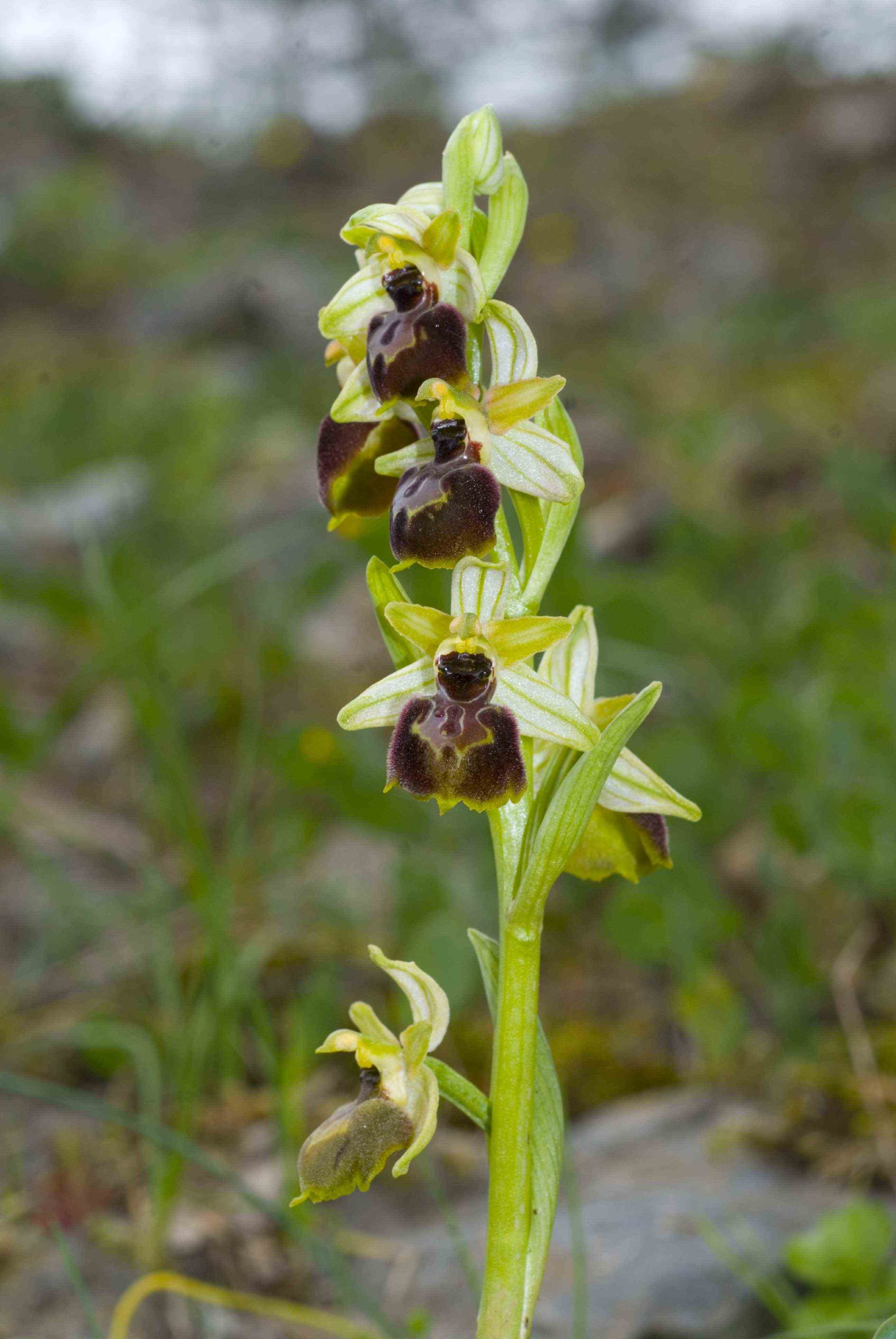 Ophrys argentaria ?