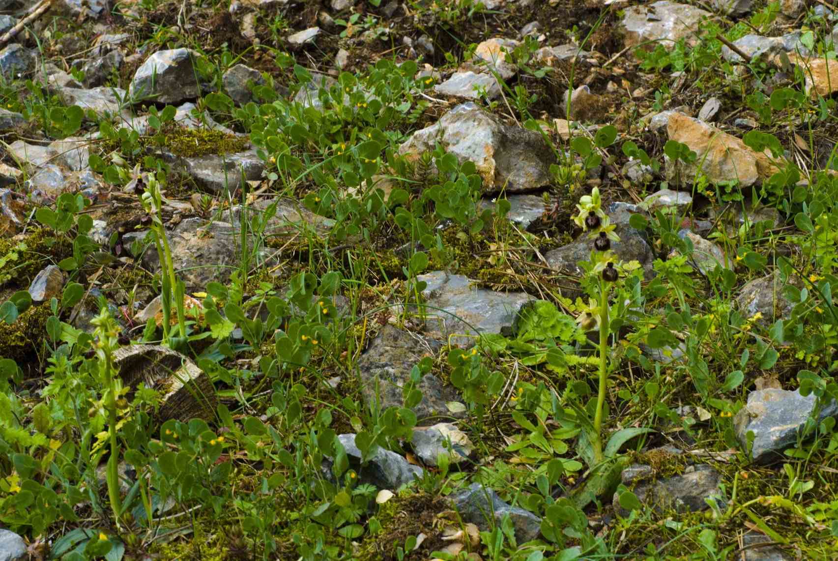 Ophrys argentaria ?