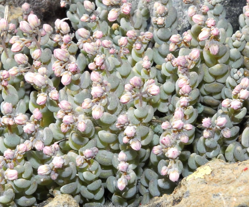 Piccole piante in gruppo su roccia... Sedum dasyphyllum