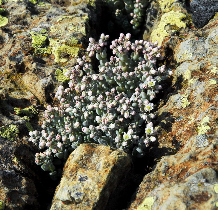 Piccole piante in gruppo su roccia... Sedum dasyphyllum