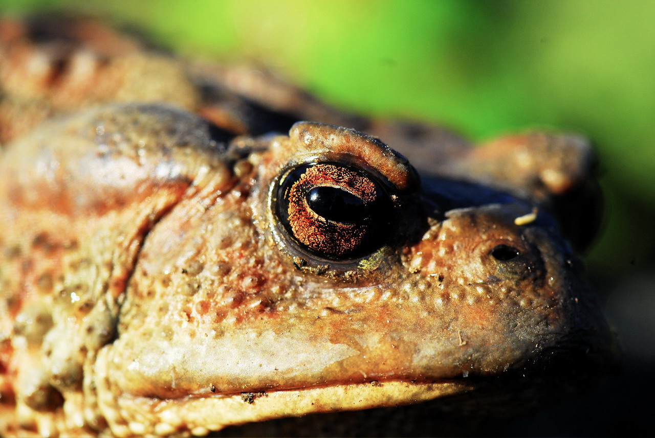 Una volta ero un Principe...........Bufo bufo