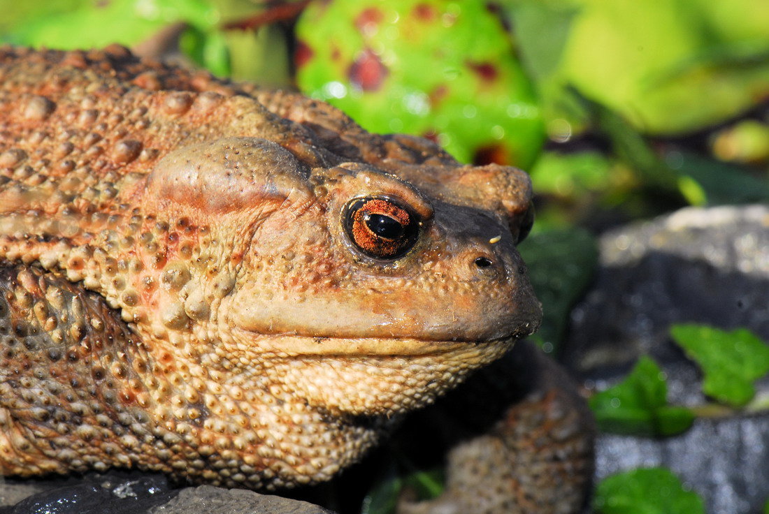 Una volta ero un Principe...........Bufo bufo