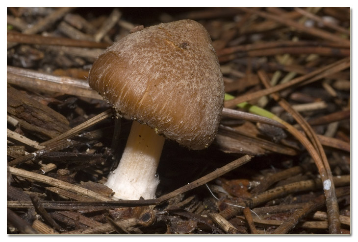 I funghi della Pineta di Procoio