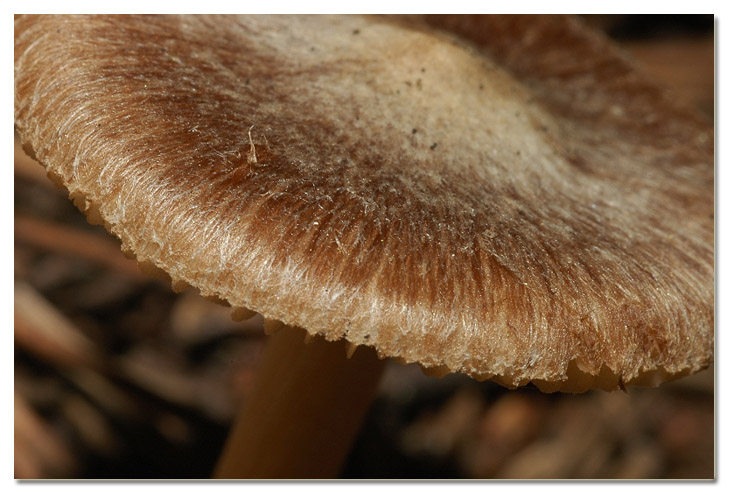 I funghi della Pineta di Procoio