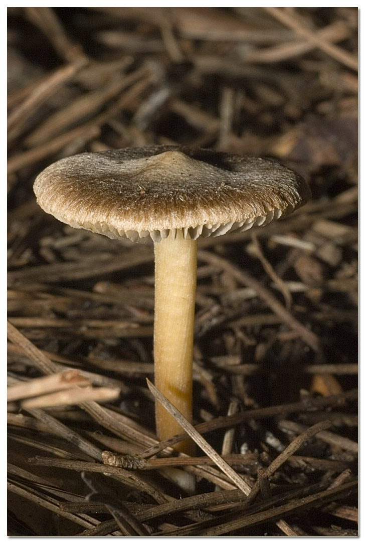 I funghi della Pineta di Procoio