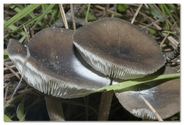 I funghi della Pineta di Procoio