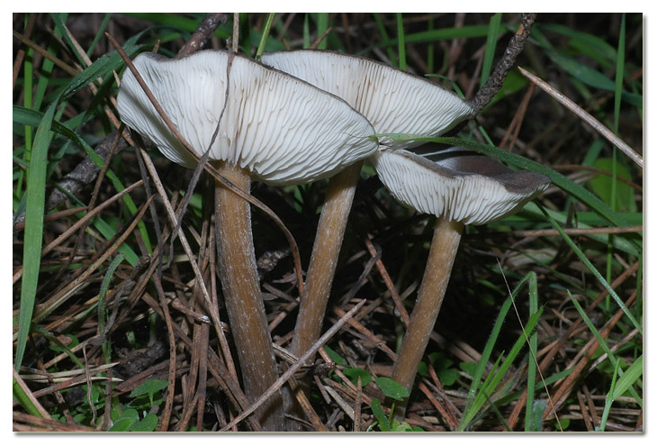 I funghi della Pineta di Procoio