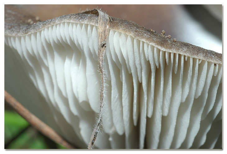 I funghi della Pineta di Procoio