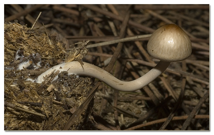 I funghi della Pineta di Procoio