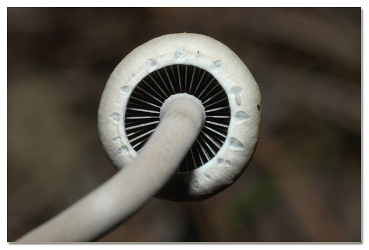 I funghi della Pineta di Procoio