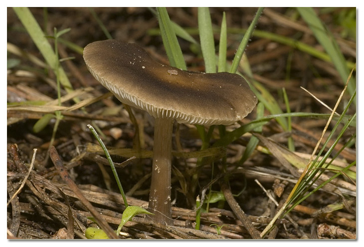 I funghi della Pineta di Procoio