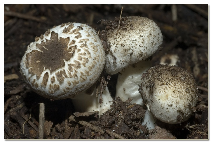 I funghi della Pineta di Procoio