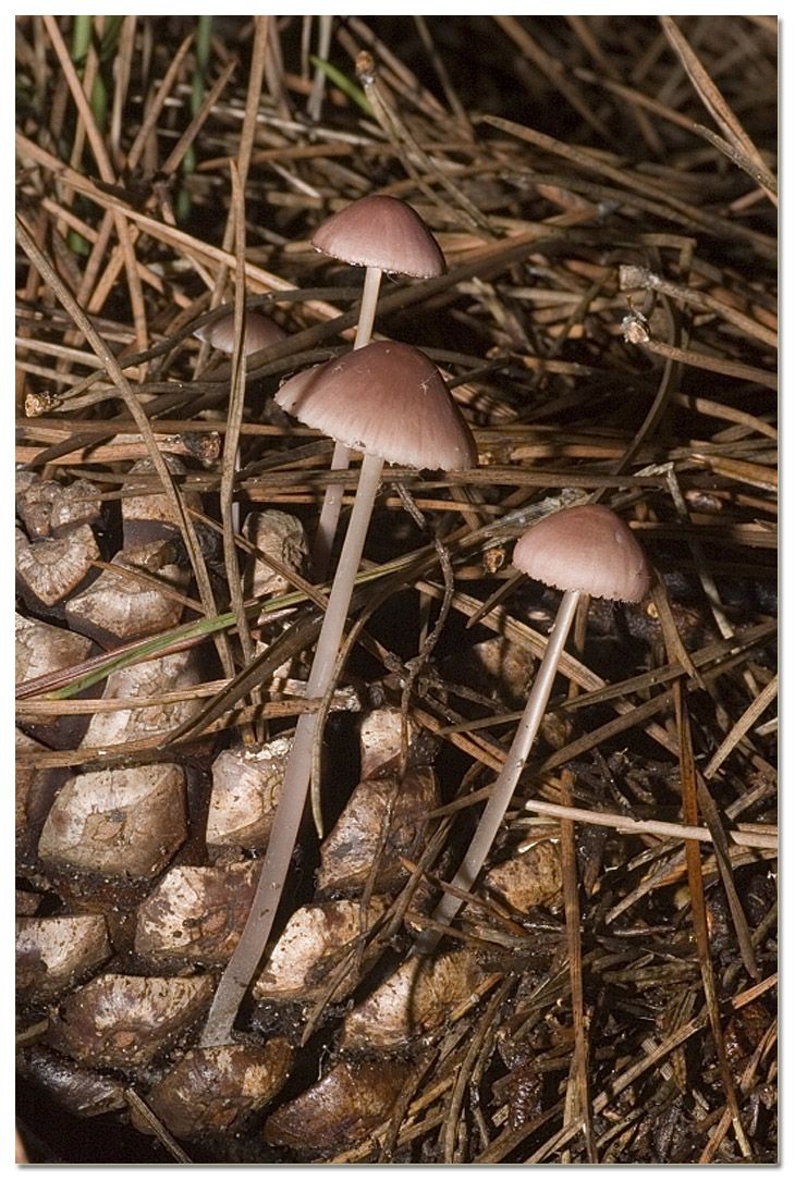 I funghi della Pineta di Procoio