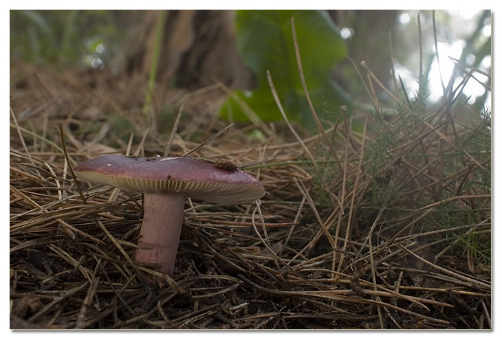 I funghi della Pineta di Procoio