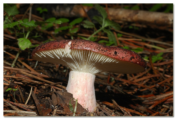 I funghi della Pineta di Procoio