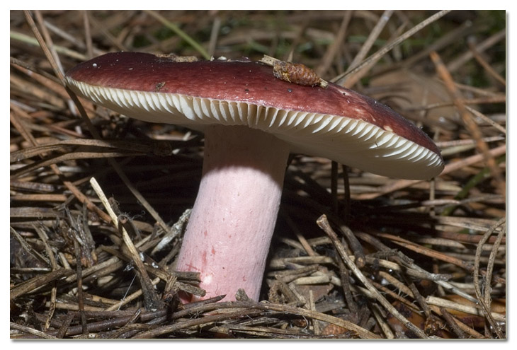 I funghi della Pineta di Procoio