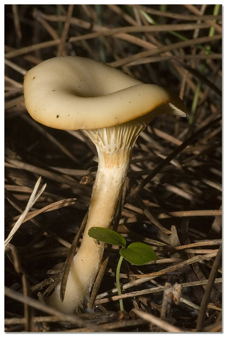 I funghi della Pineta di Procoio