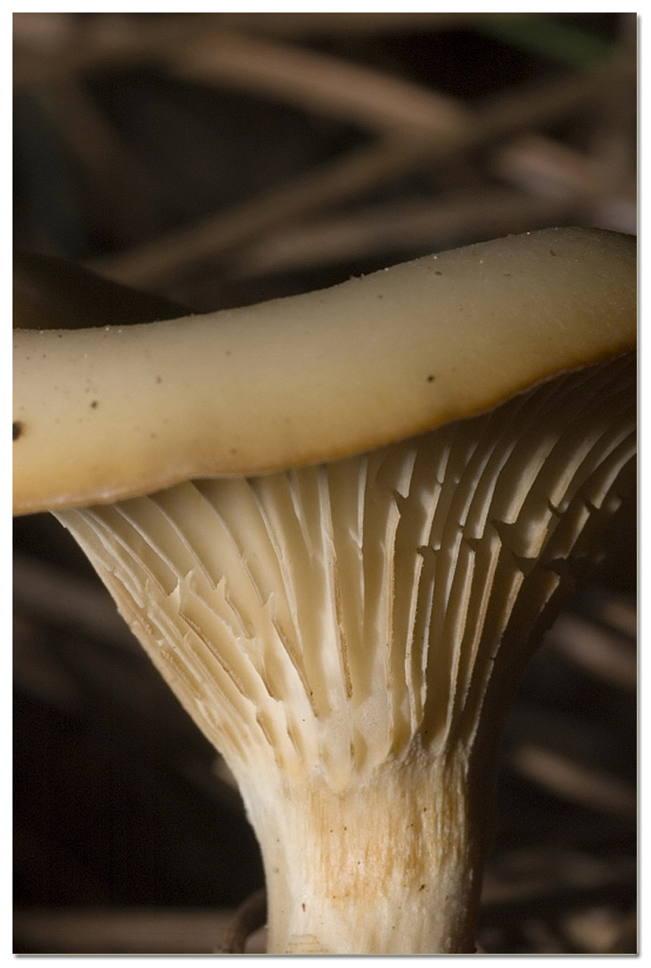 I funghi della Pineta di Procoio