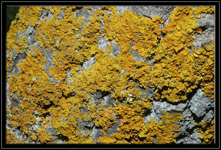 Lichene giallo