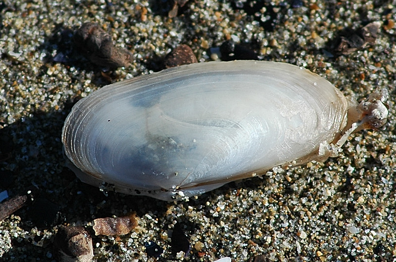 Mareggiata a Ostia