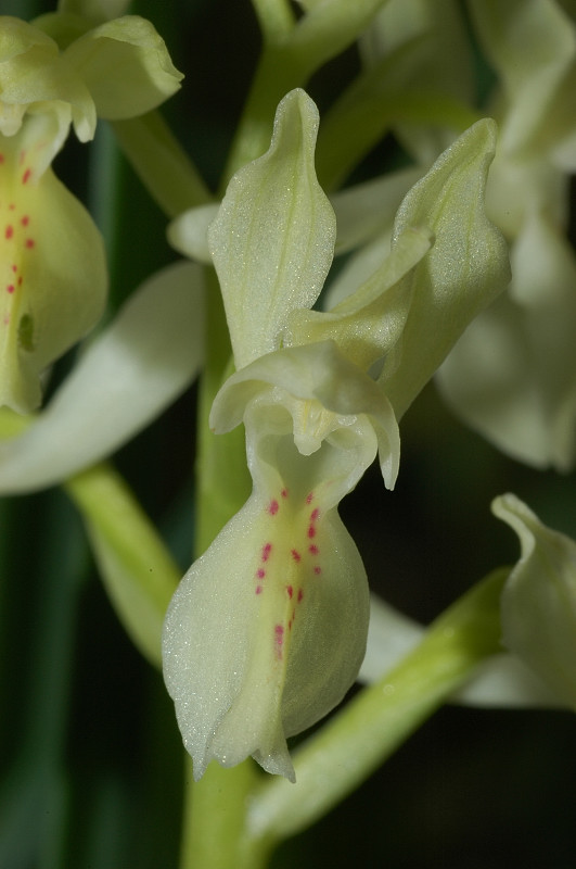 Orchis provincialis