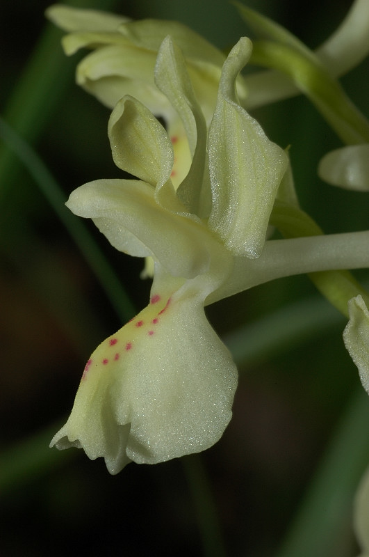 Orchis provincialis