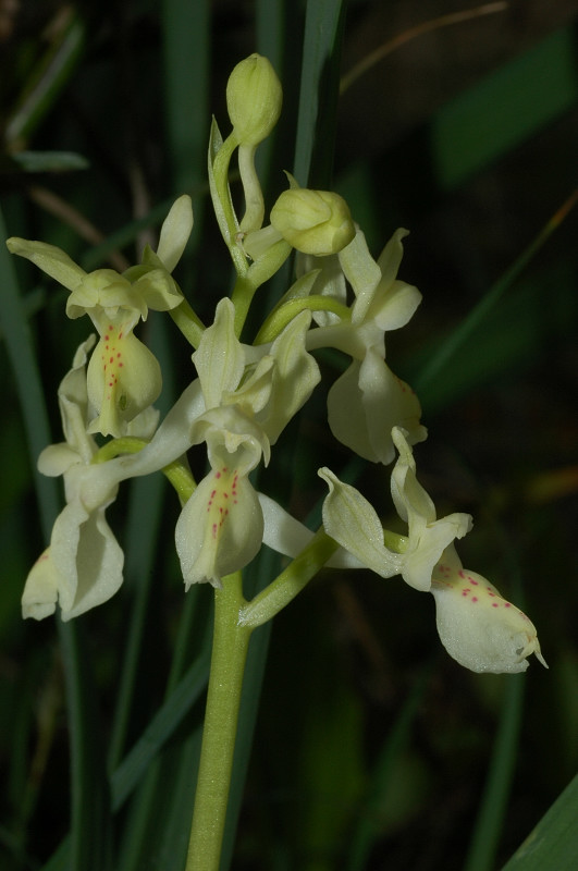 Orchis provincialis