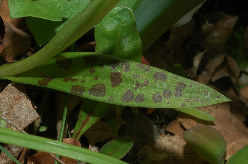 Orchis provincialis