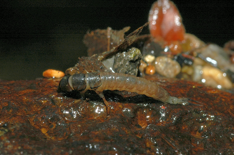 Larva di Hydropsychidae
