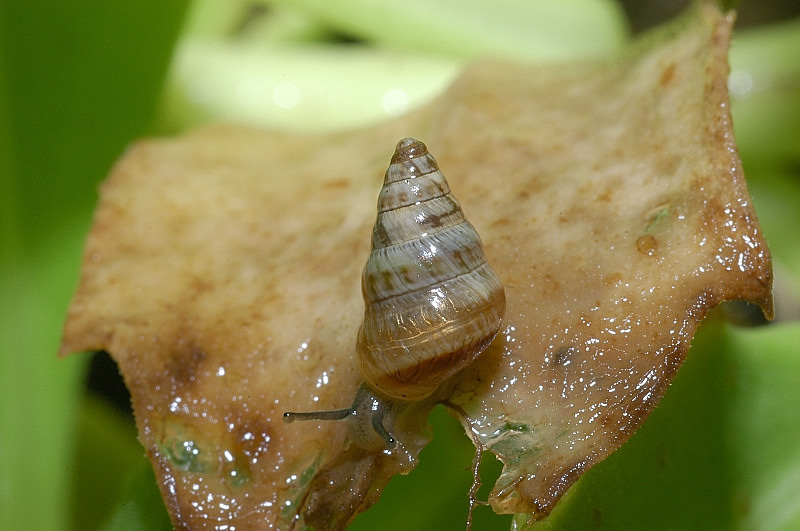 Cochlicella barbara