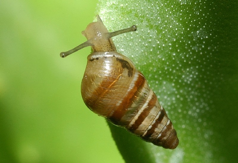 Cochlicella barbara