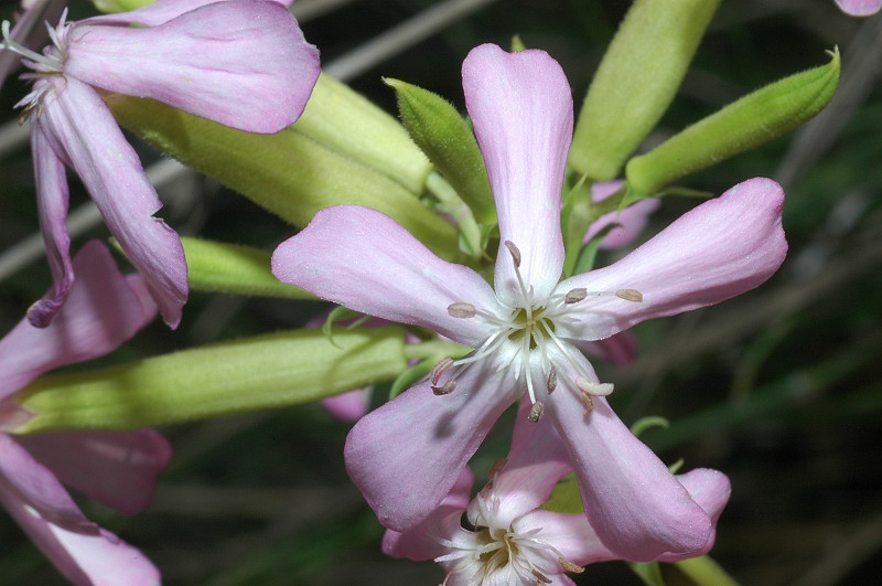 Saponaria officinalis / Saponaria comune