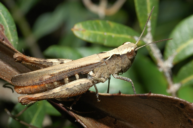 Oedipoda germanica e Pezotettix giornai