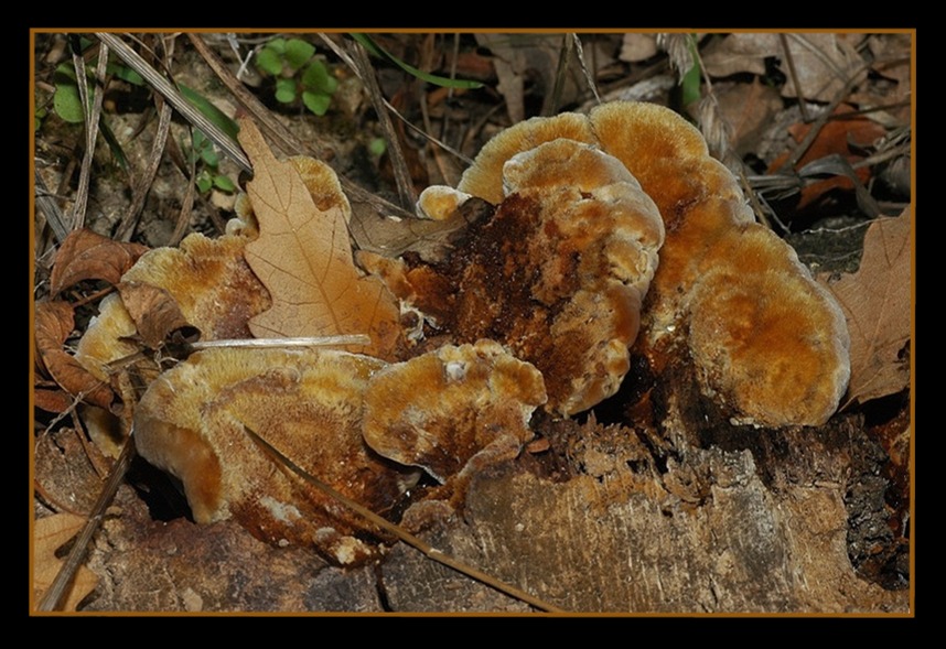 Un giretto nel bosco