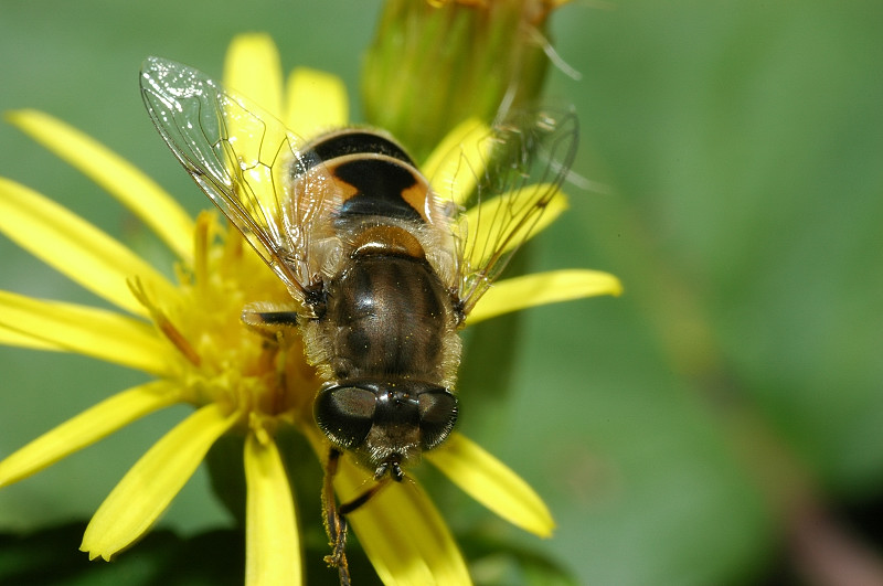 Eristalis arbustorum