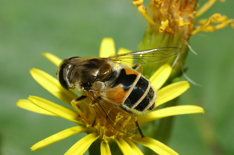 Eristalis arbustorum