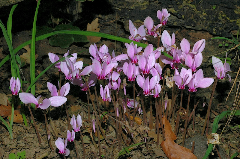 Cyclamen hederifolium / Ciclamino dalle foglie di Edera