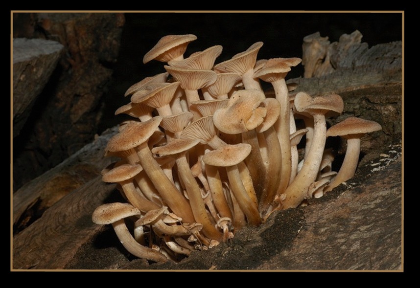 Un giretto nel bosco